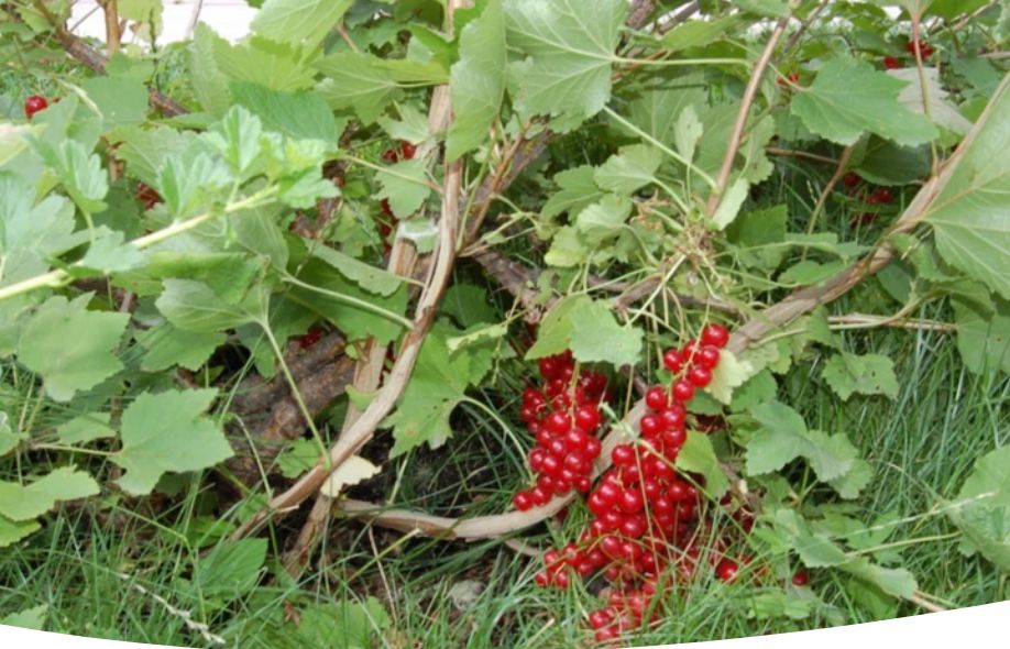 ������� ������� ���������: ��� ��������� ������ �� ������ �����