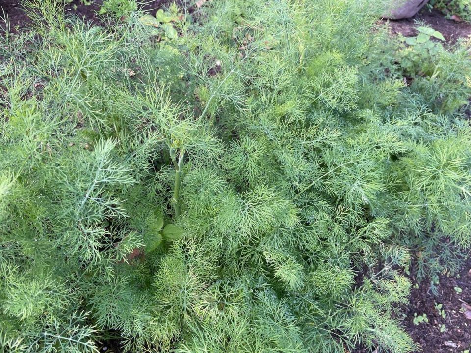 ��� ����� ���� ��������: ���� ������� �� ����������� �������