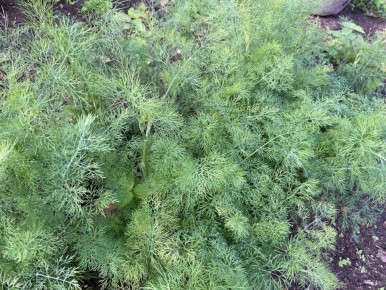 ��� ����� ���� ��������: ���� ������� �� ����������� �������