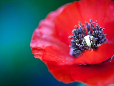 Маки: красота и символика, спасающая природу