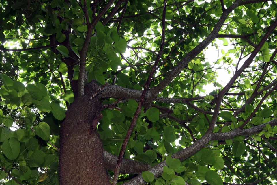 ����: ��������, �������, ��� �������, � ����������� �������������