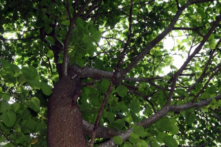 Хура: растение, опасное, как динамит, с уникальными способностями