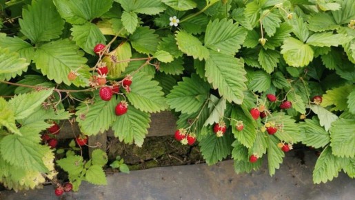 Как эффективно справиться с долгоносиком на клубнике: советы для садоводов