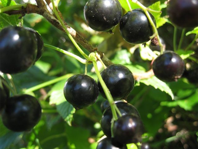 ����� ������ ���������, ������� ����� ����� ������� ��������