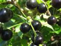 Сорта чёрной смородины, которые стоит знать каждому садоводу