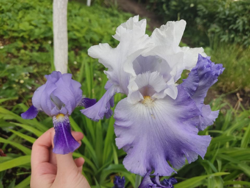 Ирисы в вашем саду: как даже простые цветы становятся шедеврами