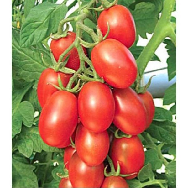 Томат Сахарная слива красная: сладкие плоды и предсказуемый урожай в теплице