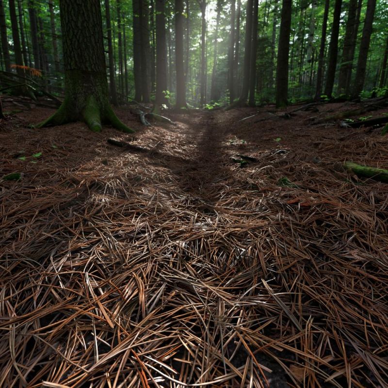 ������� ����: ������ ��������, � ������� �� �� ������������