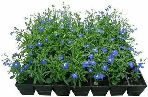 Эффективный способ посева лобелии: как избежать загущения семян