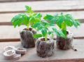 Секреты успешного выращивания рассады в торфяных таблетках