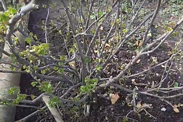 ��� ��������� ��������� �� ����������: ��� ������ ������