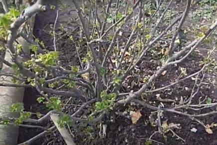 ��� ��������� ��������� �� ����������: ��� ������ ������