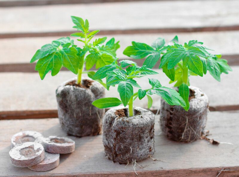 Секреты успешного выращивания рассады в торфяных таблетках