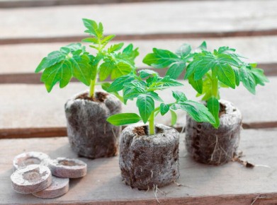 Секреты успешного выращивания рассады в торфяных таблетках