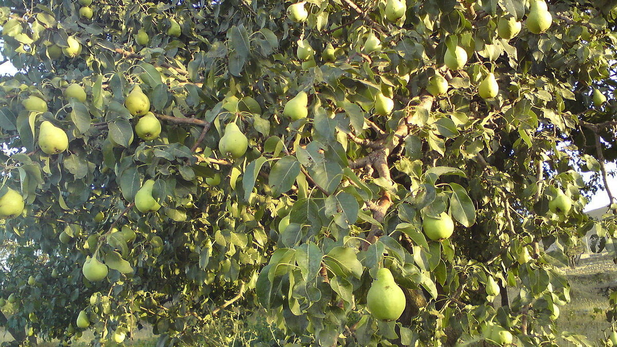 Груша — сочный суперфрукт для здорового питания