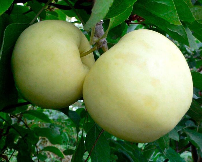 Сладкие плоды зимостойкой яблони: как вырастить Белое иммунное