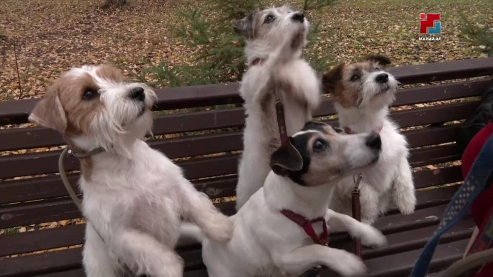 ������������ ������ ���������� ����������: ���� ���������� �������� �������� ����������� �� ������