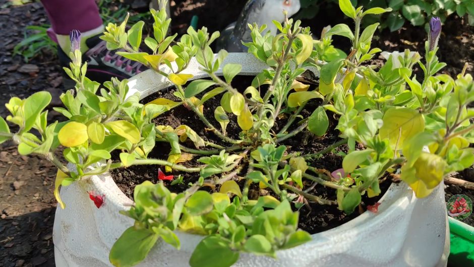 ��� ��������� �������: ������� ��������� ����������� � ��������