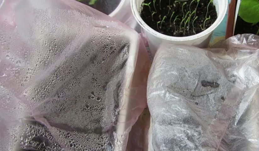 ��� ������� ��������� ������� ��� ����������� ����� ����: ������ � ������������