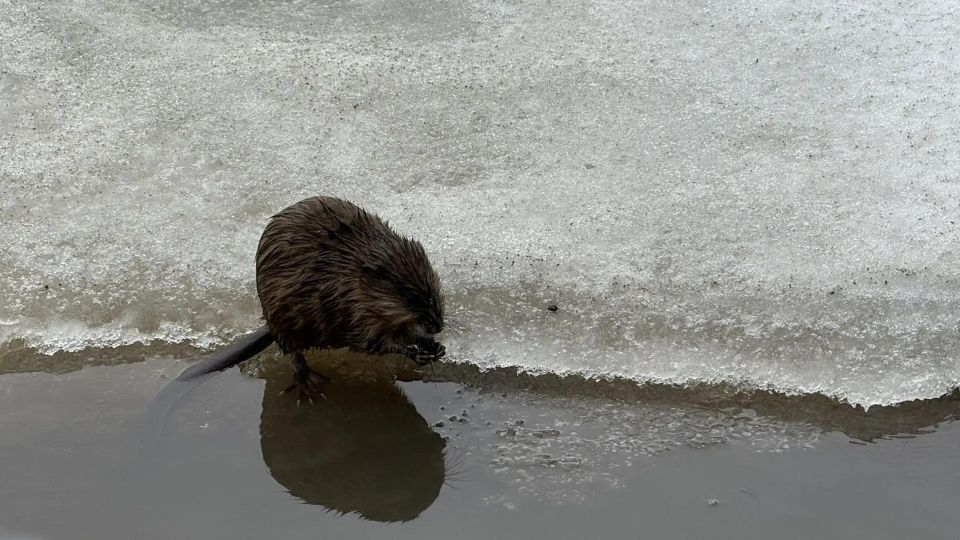 ������� ���� �� ����� ������� � ������-��� �������� �������