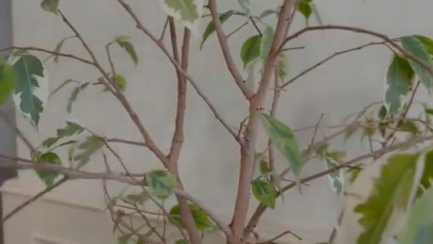 ��� ������� ����� ������: ������� ��������� ��������������