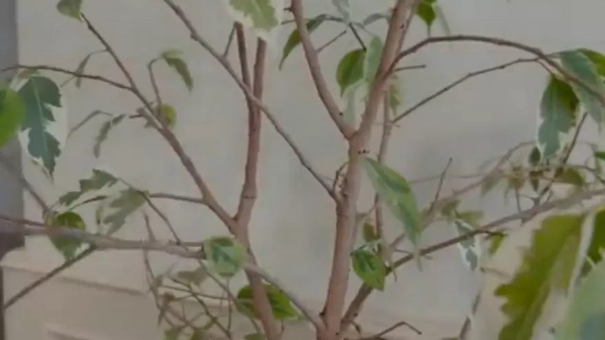 Как вернуть жизнь фикусу: секреты успешного восстановления