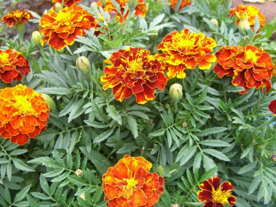 ����� ��������� ��� ����: ������ ��� �������?