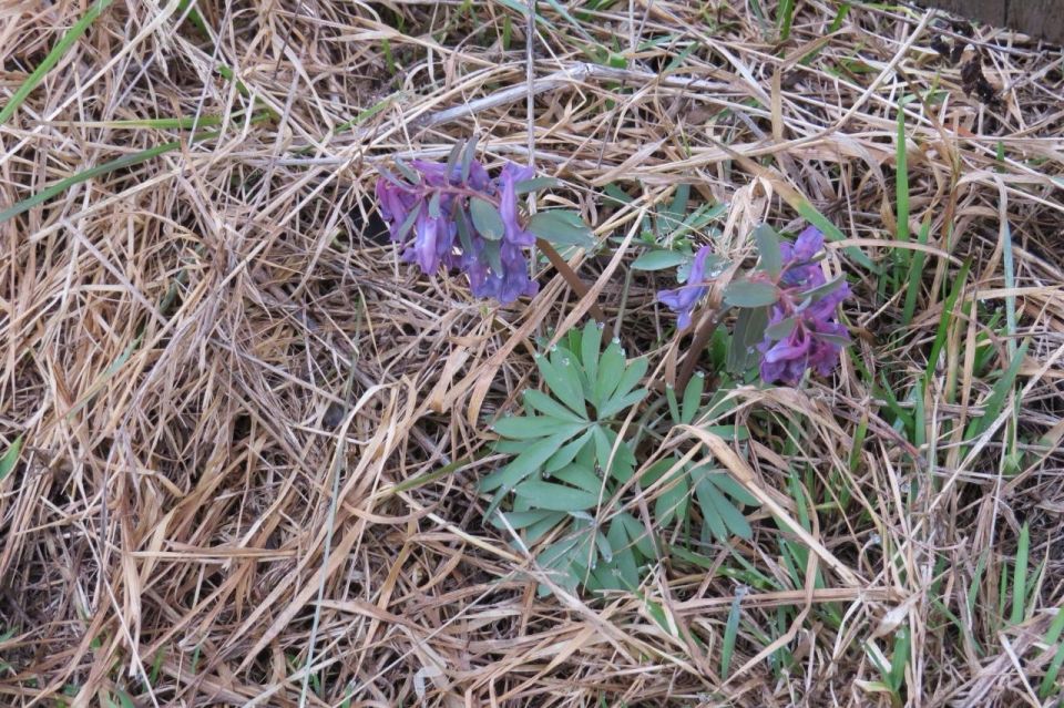 В лесах Марий Эл начался весенний сезон цветения первоцветов