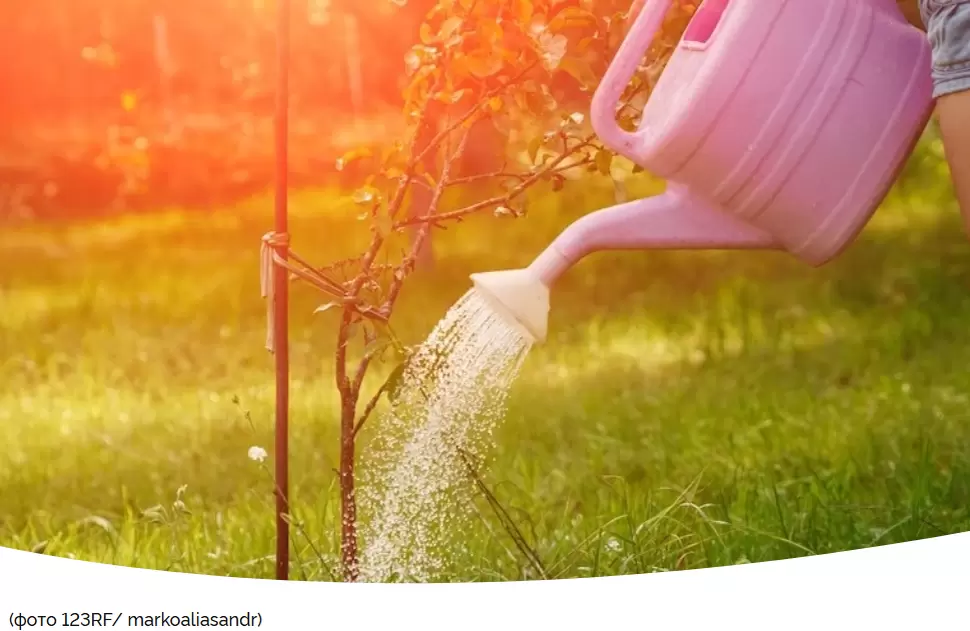 Осенний влагозарядный полив: секреты успешной зимовки садовых деревьев