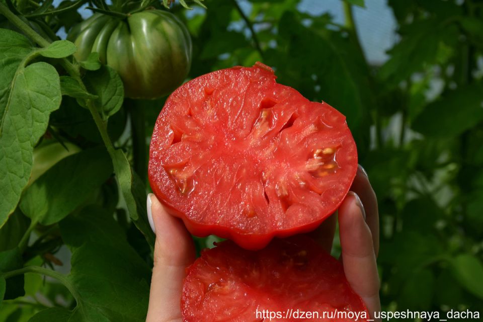 Томат инжирный малиновый: удивительный вкус и яркий внешний вид