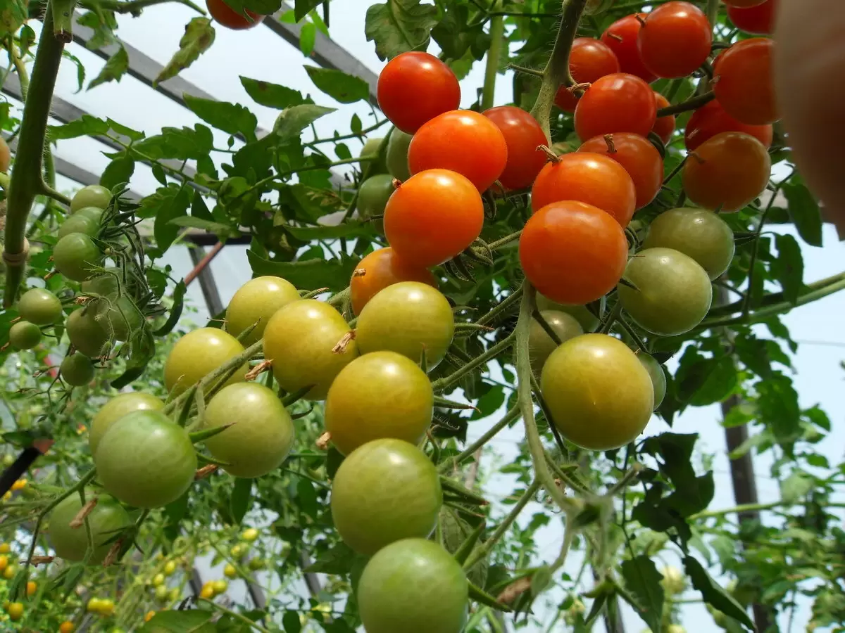 Секреты ухода за томатами: когда и как удалять листья для лучшего урожая