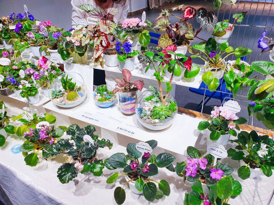 На выставке комнатных растений: битва ожиданий и реальности
