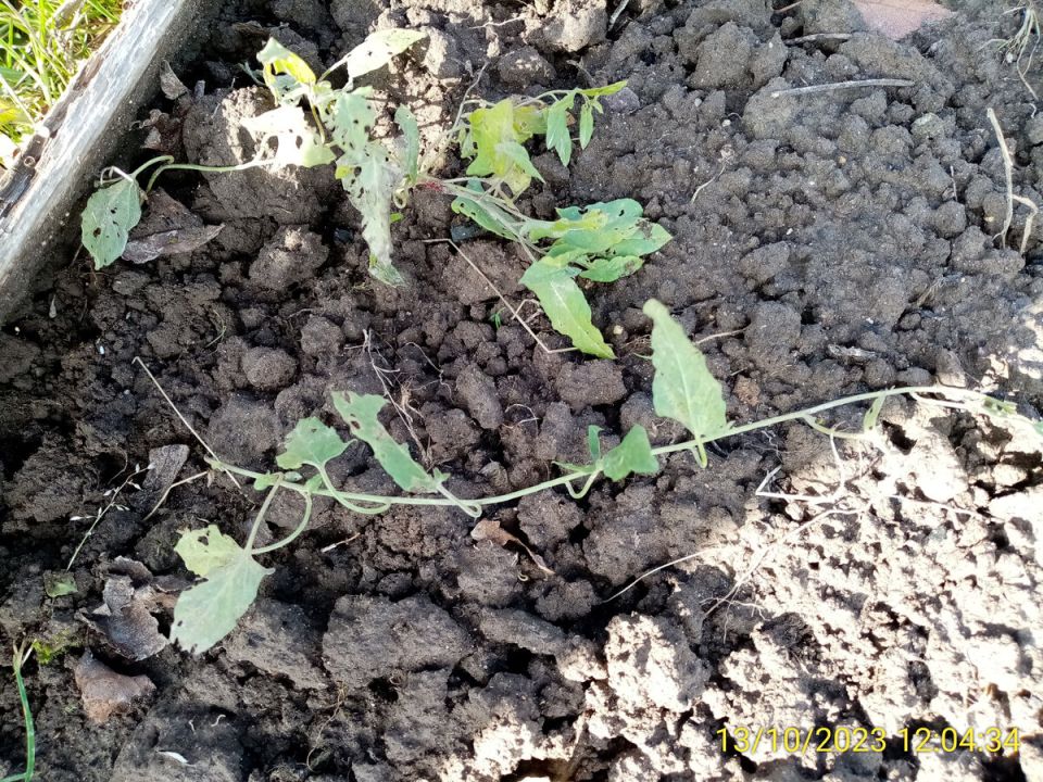 ����������� ������ � ������� �������: ������ ��������� � ������ ����