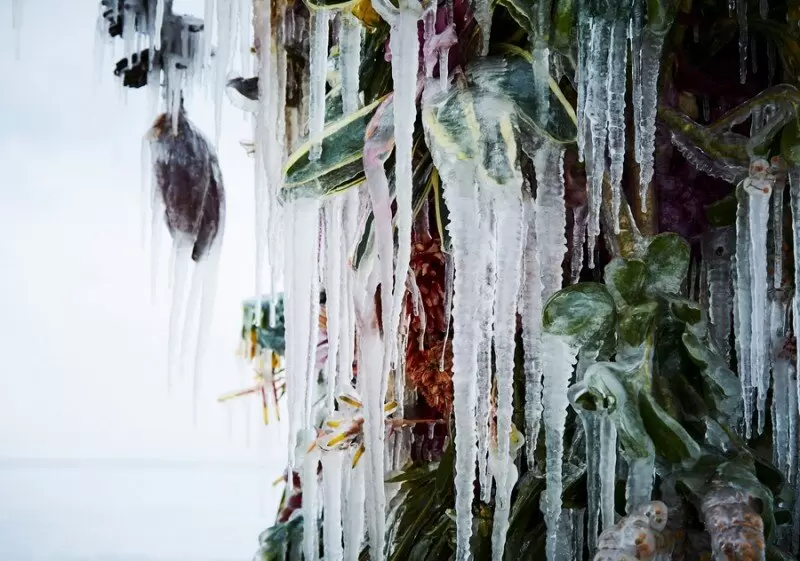 Как вернуть к жизни замерзшее растение: простые советы по реанимации