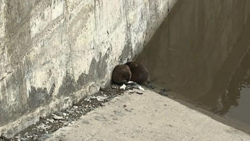 В Йошкар-Оле местные жители приняли взрослых ондатр за бобрят и попытались их покормить