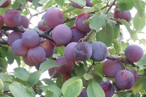 ������� ������������ ����� ���������: ��� ��������� ������� ������