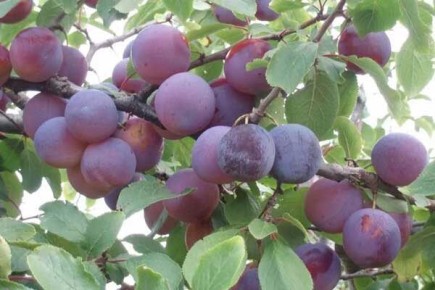 ������� ������������ ����� ���������: ��� ��������� ������� ������