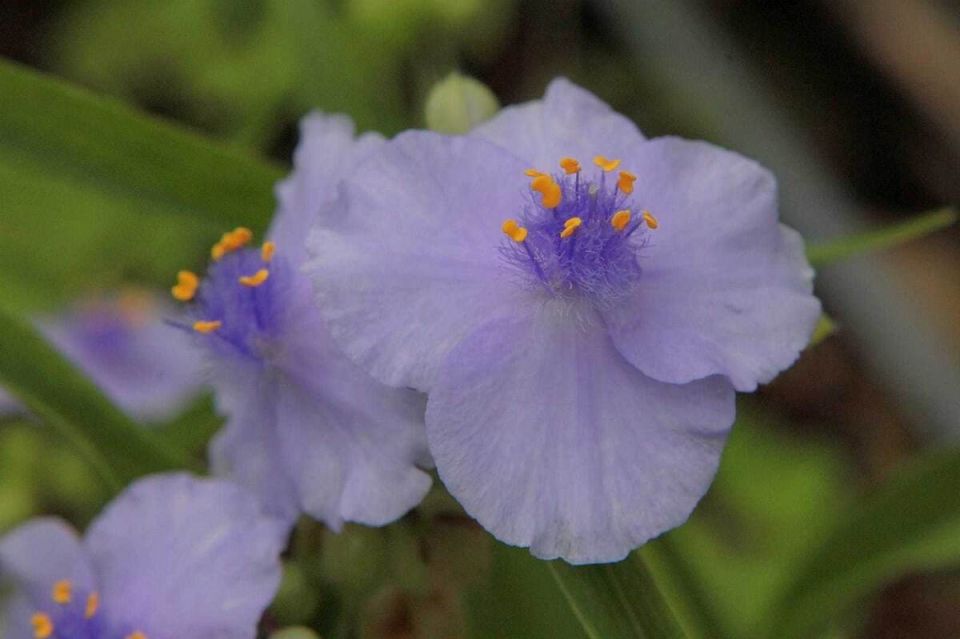 ������������ 'Little Doll': ��������� ���� ��� ������ ����