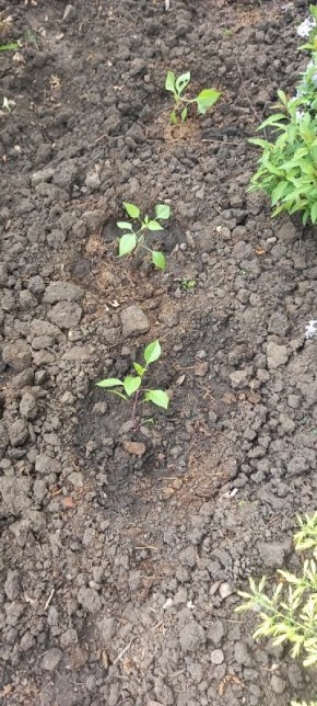 ������ ������� ������� ����� �������: ������ ������� � ������ �� �����