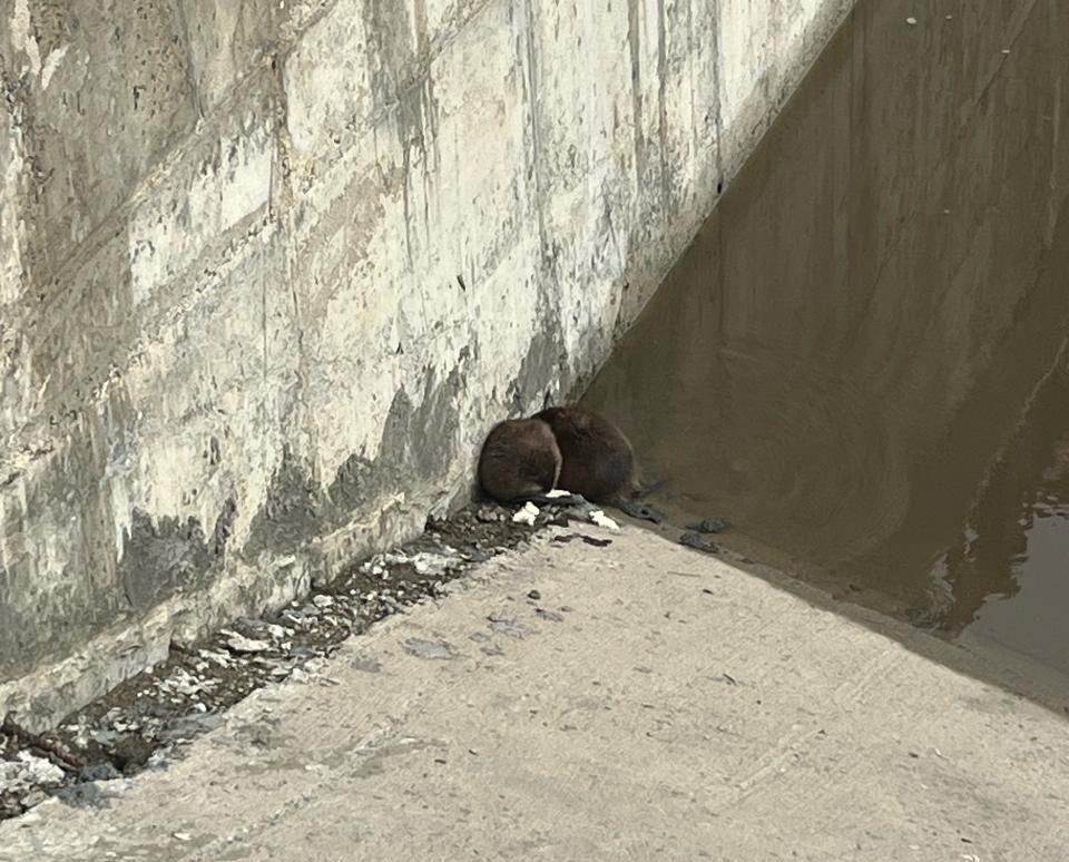 � ������ ������-�������� ���������� �������������� �������� �������� ��������� ��������, ������� ������� ������� �� ������