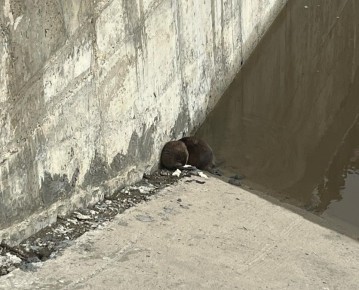 � ������ ������-�������� ���������� �������������� �������� �������� ��������� ��������, ������� ������� ������� �� ������