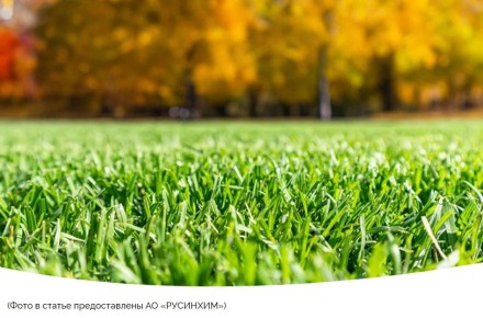 Осень на газоне: секреты идеального ухода для зимовки