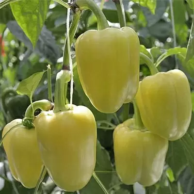 Новый гибрид перца «Атака» обещает богатый урожай для теплиц