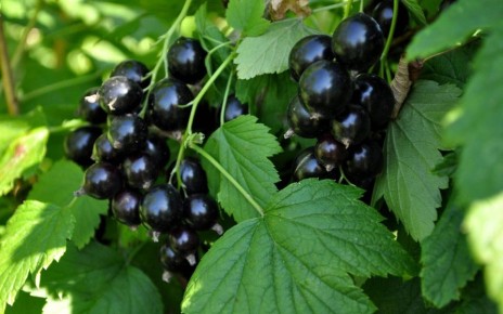 Урожай на любой вкус: пять незаменимых сортов черной смородины для вашего сада