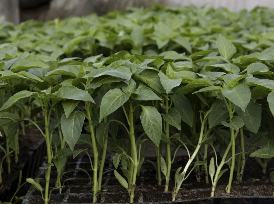 ����� ������� �������: ��� ����� �����