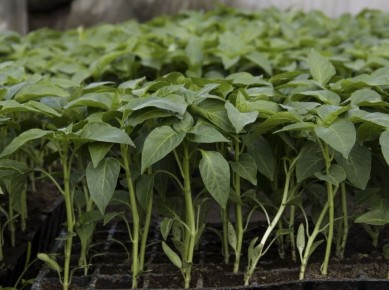 Сроки высадки рассады: что нужно знать