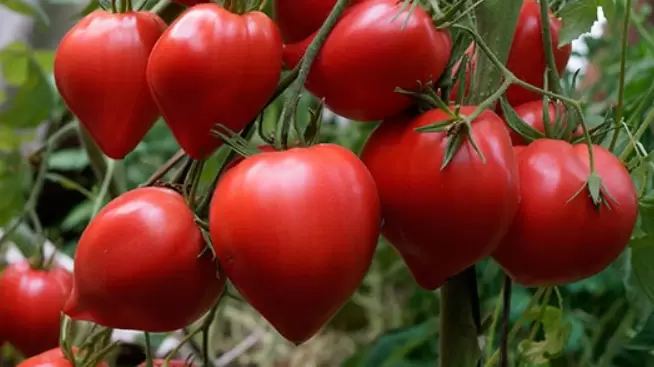 Огромные томаты Японка: секреты успеха от опытного огородника