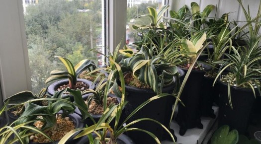 Зимний сон для домашних растений: секреты ухода и правильной температурной атмосферы