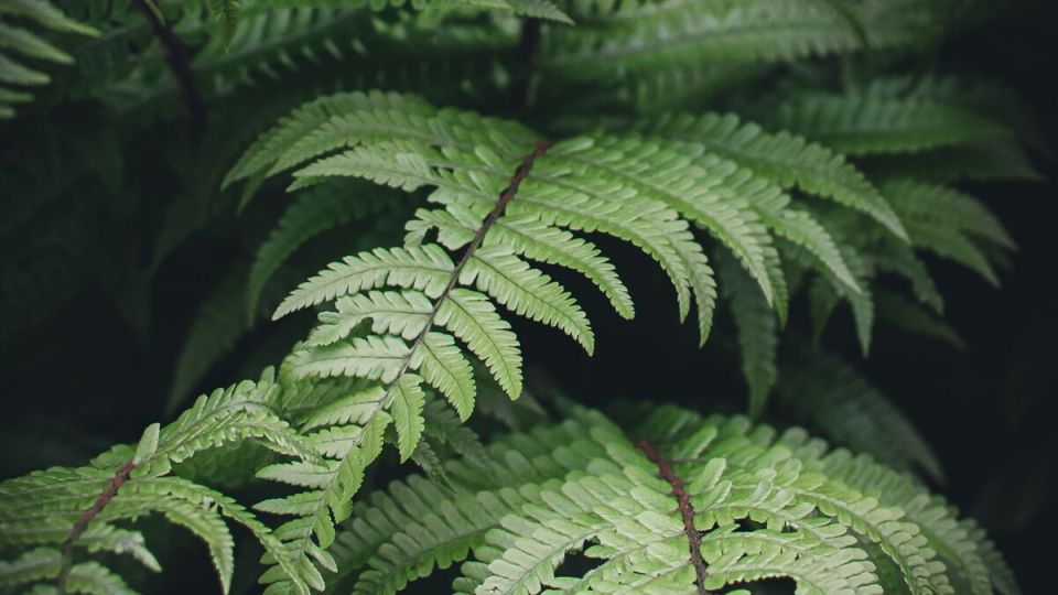 ��� ��������� ��������� ����������: ������� ��������� �����������