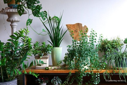 ����������� ��������� ��������: ��� �������� ��� ��� � ����������� ������